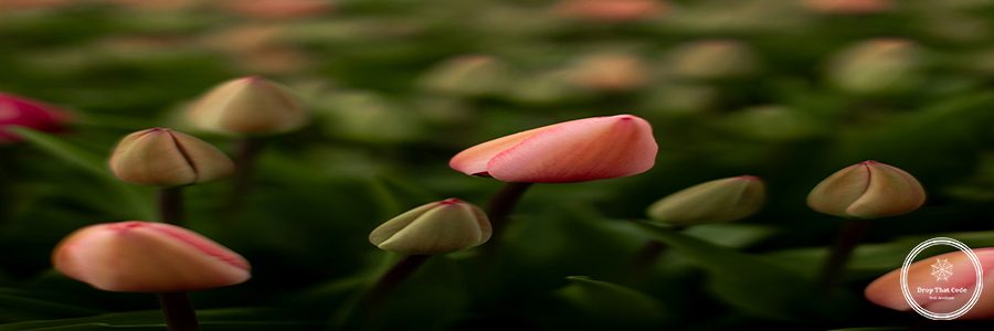 emma-swoboda-9vh1_MiSlGI-unsplash